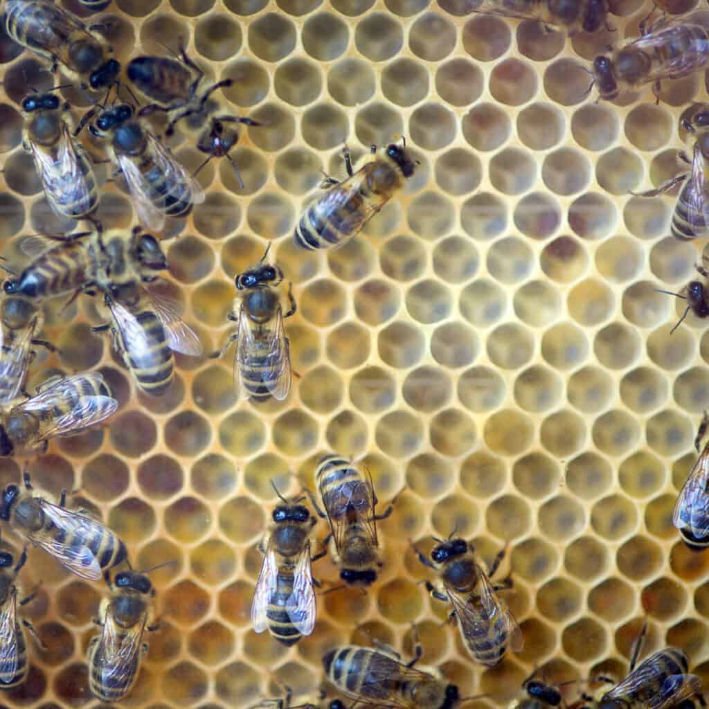 Several bees on honeycomb.