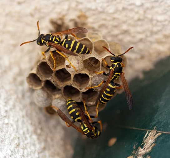 Residential Wasp Removal