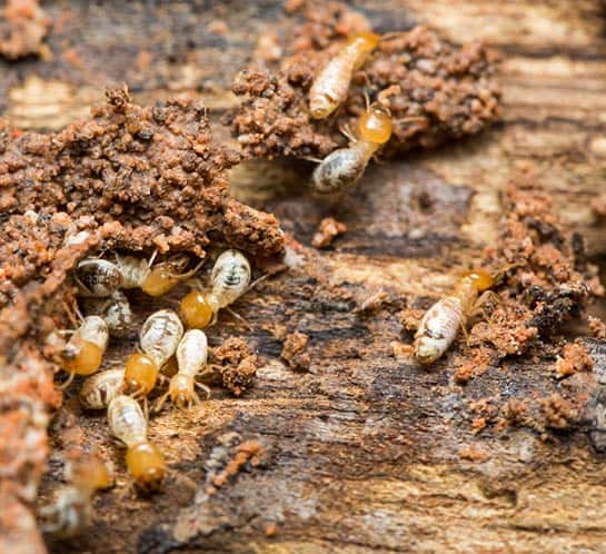 Termite treatment Melbourne
