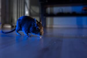 How to get rid of mice in your home in Melbourne